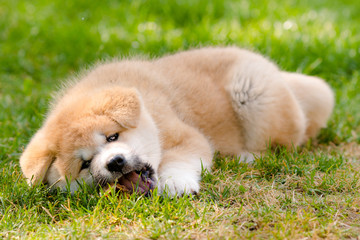 Red and white Akita Inu puppy lying on a grass and eating meat.