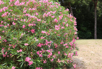 Obraz premium beautiful oleander flower in the garden