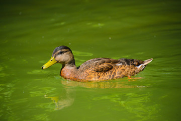 Schwimmende Enten
