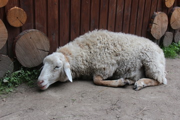 White sheep on the farm