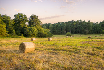 Skoszone siano w snopkach na łące pod lasem.Sianokosy © Mike Mareen