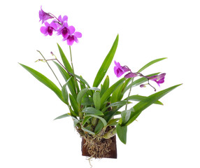 Naklejka na ściany i meble Orchid flower isolated on white background