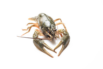 Crayfish on a white background