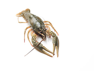 Crayfish on a white background