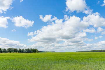 view of the field with grass
