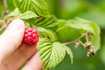 hand picks ripe red raspberry