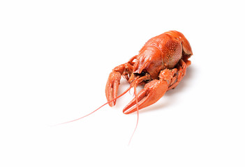 Boiled crayfish on white background