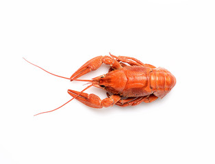 Boiled crayfish on white background