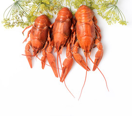 Boiled crayfish on white background
