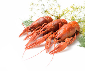 Boiled crayfish on white background