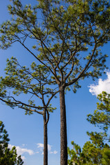 Phukradueng National Park in Loei, Thailand