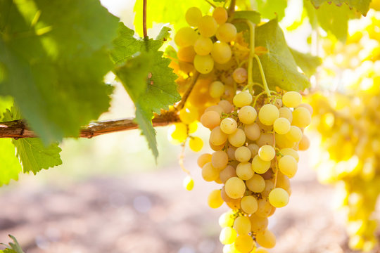 White wine grapes in vineyard on a sunny day