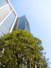 Fototapeta na wymiar skyscraper tree