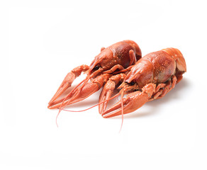 Boiled crayfish on white background