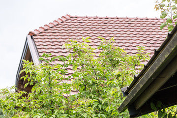 elderflower plant between houses