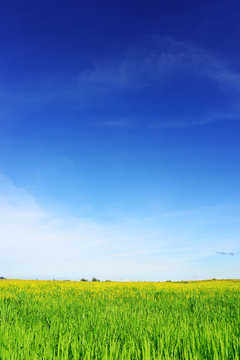 Nature green field with blue sky background