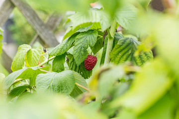 Ripe red raspberry in garden
