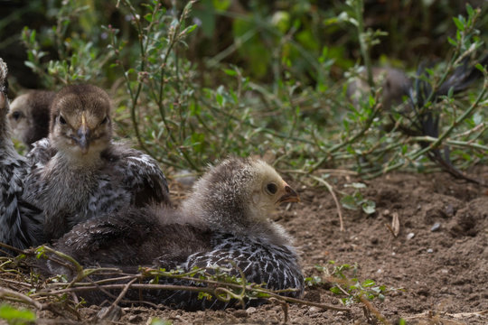 poule et poussins