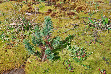 young stone pine on a carpet of moss