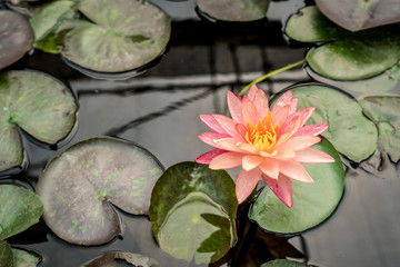 Pink lotus flower