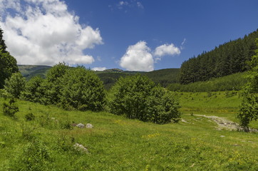 Fototapeta na wymiar Panorama of ecological path through a green summer forest, Vitosha mountain, Bulgaria 