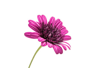 Purple chrysanthemum flower (daisy family)