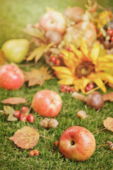 Naklejka na ściany i meble Autumn harvest in the garden.
