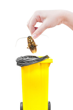 Hand holding brown cockroach and bin yellow Isolated on a white background,Cockroaches as carriers of disease