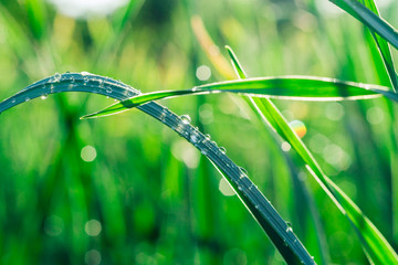 Grass with water drops in the early morning
