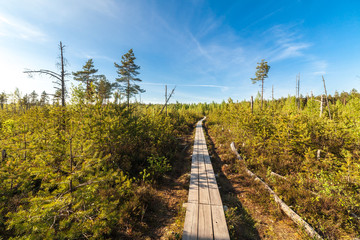Wooden path on bog land in Estonia