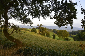 Obraz premium Ausblick im Odenwald