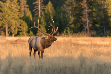 Naklejka na ściany i meble Bull Elk in the Fall rut