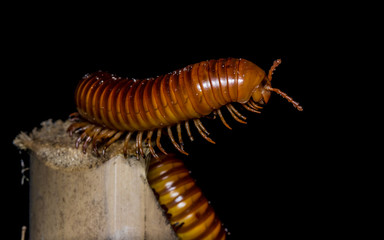 close up of the millipede walking