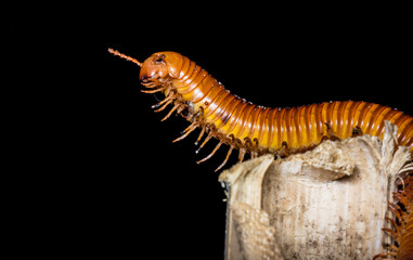 close up of the millipede walking