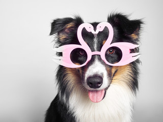 lustiger Hund mit rosa Brille