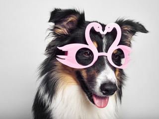 lustiger Hund mit rosa Brille