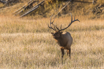 Bull Elk in the Fall rut