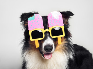Lustiger Hund mit Eisbrille