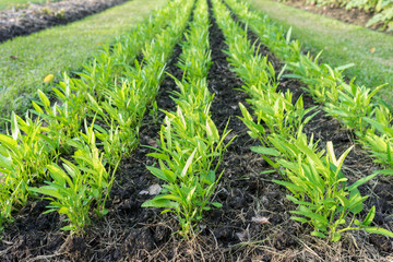 Fototapeta premium rows of yong plant in a field