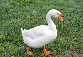 goose, animal, grey, bird, gray, nature, white, green, farm, neck, wildlife, meadow