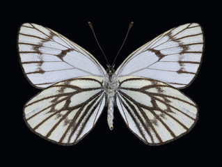 Butterfly Metaporia leucodice on a black background (underside)