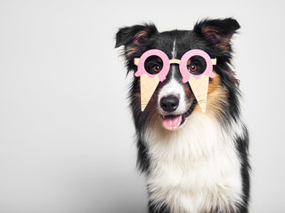 lustiger Hund mit Eisbrille