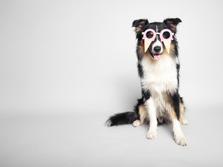 lustiger Hund mit Eisbrille