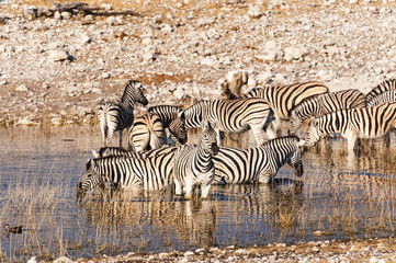 Fototapeta na wymiar Herd of Zebras in a waterhole in Namibia