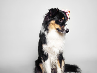 lustiger Hund mit Blume