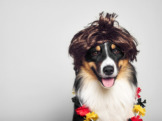 lustiger Hund mit Perücke