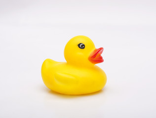 Yellow bath Duck Isolated on white backgroud close up