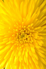 Chrysantheme
