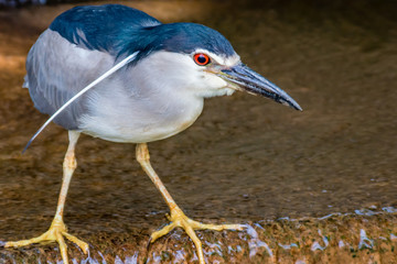 獲物を狙うアオサギ