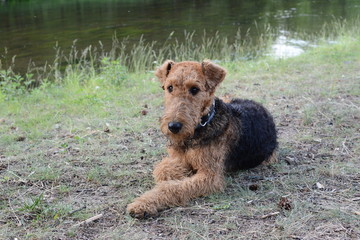 Airedale terrier